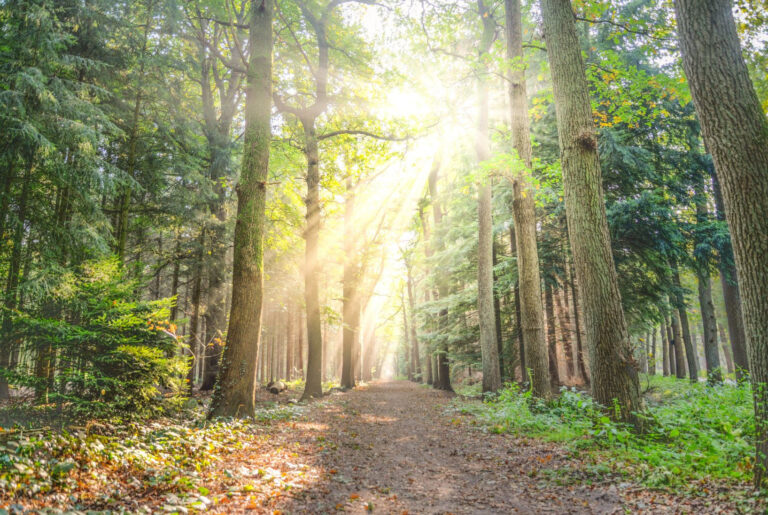 Pathway Through Trees