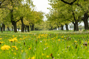 Biodiversity in a Spring Meadow