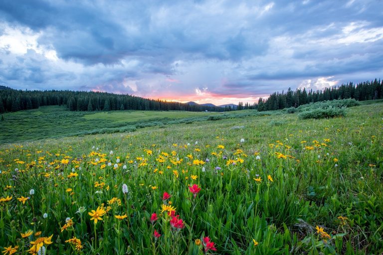 Wild Flowers