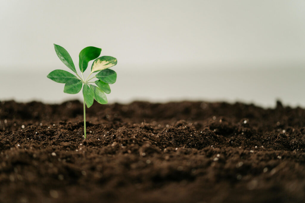Sapling