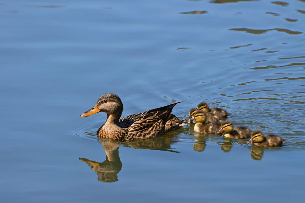 Ducks on Water