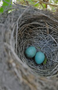 Birds Nest With Eggs