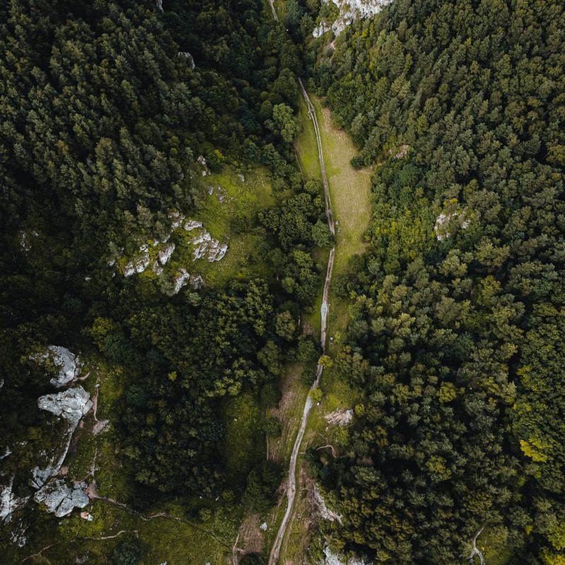 Forest from Above