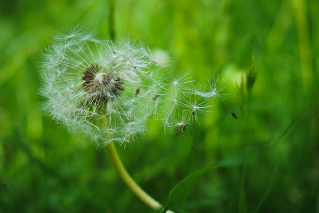 A Dandelion Blowing in the Wind