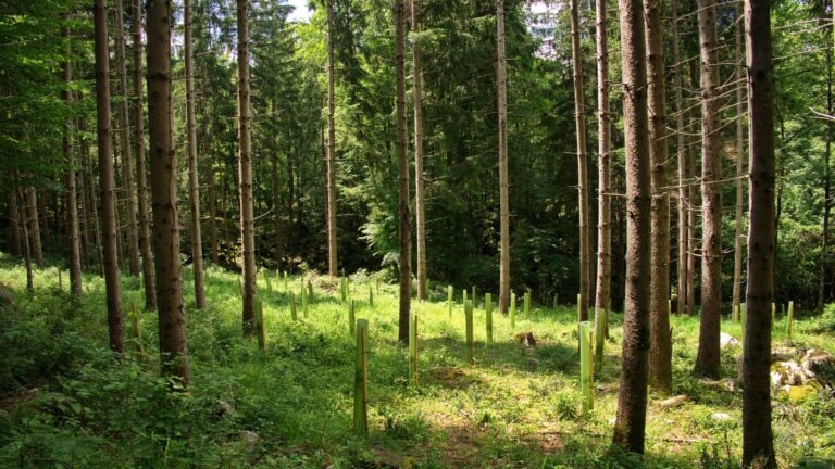 Improved Forest Management - Eight Versa