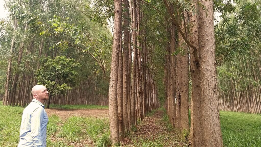 Chris Hocknell Afforestation - Eight Versa