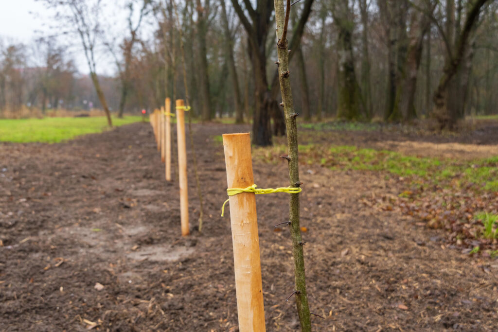 Saplings on the Edge of a Forest