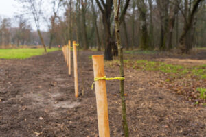 Saplings on the Edge of a Forest