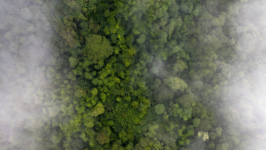 Forest from Above