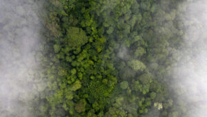Forest from Above