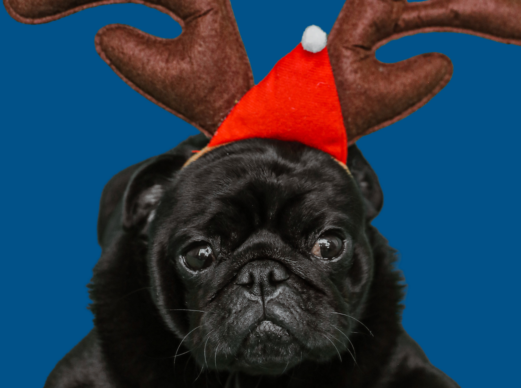 Merry Christmas Pug