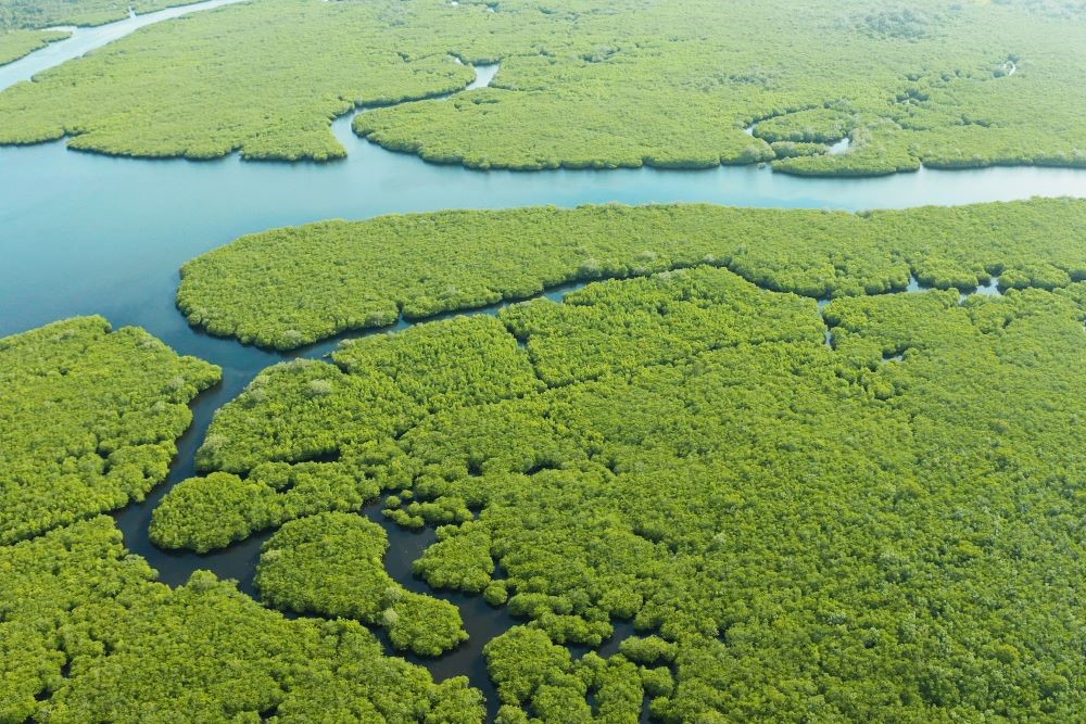 Carbon Credits and Offsetting - Case Studies