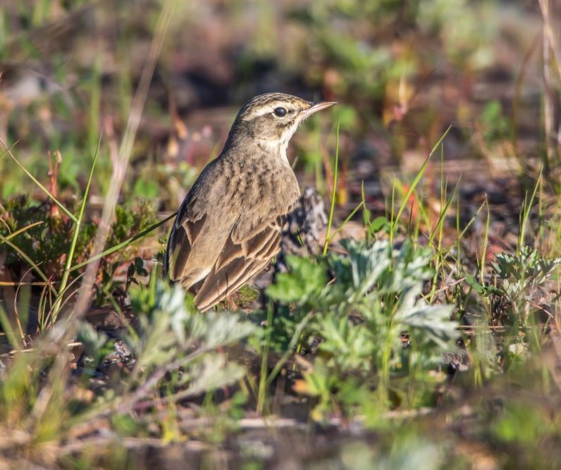 Open Mosaic habitat - A Tawny Pipit on a Brownfield Site